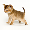 Live chat online operator picture #7